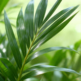 Green boutiQ - Kamerplant - Howea Forsteriana - Kentia Palm - Weinig Onderhoud - Groen - 1 Plant - met Mand - Pot 19cm - Hoogte 80-85cm