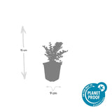 24x Cotoneaster horizontalis - ↕10-25cm - Ø9cm
