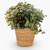 Green boutiQ - Kamerplant - Calissia repens - Kattengras - Huisdiervriendelijk - Groen - 1 Plant - met Mand - Pot 12cm - Hoogte 17-20cm
