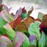 24x Bergenia cordifolia - ↕10-25cm - Ø9cm