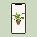 Asplenium Nidus - Ø12cm - ↕35cm