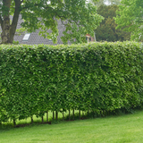 Palletdeal Haagplanten:50 Carpinus Betulus ↕ 60-80 - Ø 19cm | Mini Pallet