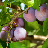 Green boutiQ - Fruitboom - Prunus domestica Opal - Pruimenboom - Winterhard - Paars-Rode Pruim - 1 Plant - Pot 21cm - Hoogte 90cm