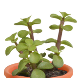 Cactus en vetplanten mix 5.5 cm | 15 stuks - in Mexicaanse pot