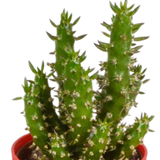 Cactus mix 5.5 cm - 5x - in gekleurde plasticpot
