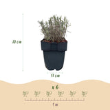 Green boutiQ - Haagplanten - Lavandula angustifolia Hidcote -blad grijs - 6 planten - 1 strekkende meter - groenblijvend - pot 17cm hoogte 30cm