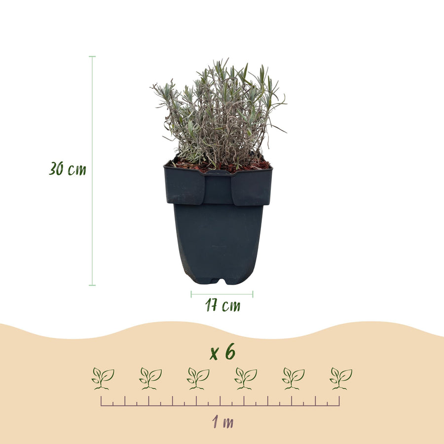 Lavandula angustifolia Hidcote — Lavendelhaag, 6 planten (1 strekkende meter), 30 cm