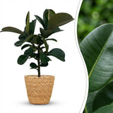 Green boutiQ - Kamerplant - Rubberplant - Ficus Elastica Cloe - Groen - Weinig onderhoud - 1 Plant - met Mand - Pot 19cm - Hoogte 65cm