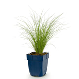 Green boutiQ - Grassen - Stipa tenuissima Ponytails - Vedergras - Groenblijvend - Groen - 1 Plant - Pot 11cm - Hoogte 15-25cm