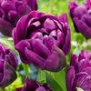 24x Tulipa Double Lilac - Dubbele lila tulp - Paars - Voorjaarsbloeier - Bolmaat 11/12