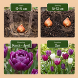 70x Tulipa Blueberry mix - Bosbeimix tulp - Diversen - Voorjaarsbloeier - Bolmaat 11/12