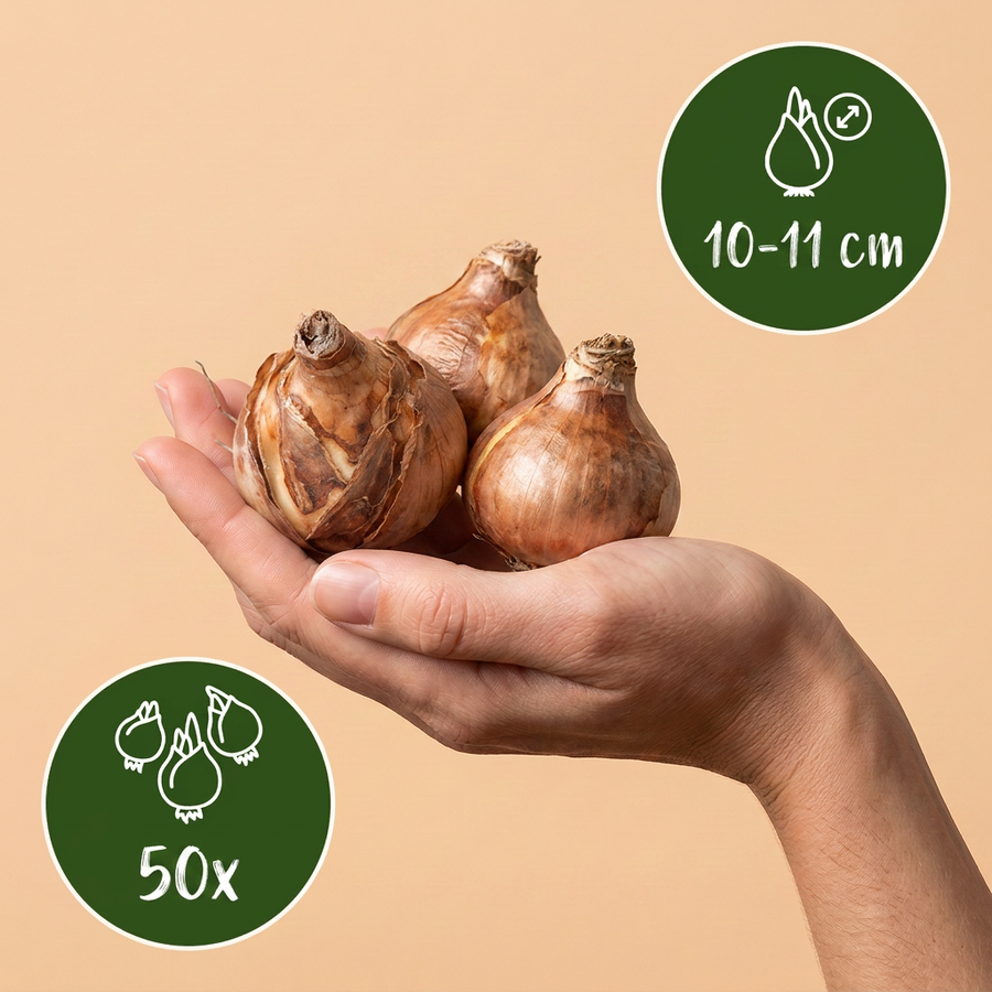 Narcisbollen Tete-A-Tete — geel, 50 stuks (bolmaat 10/11)