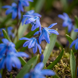 100x Scilla Siberica - Siberische sterhyacint - Blauw - Verwilderingsbol - Bolmaat 7/8