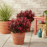 Green boutiQ - Tuinplant - Leucothoe Zeblid - Rood - 1 Plant - Groenblijvend - Weinig Onderhoud - Pot 17cm Hoogte 45cm
