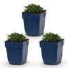 Green boutiQ - Vasteplant - Campanula portenschlagiana - Perzikbladklokje - Bodembedekkend - Roze - 3 Planten - Pot 11cm - Hoogte 15-25cm