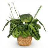 Green boutiQ - Kamerplant - Maranta Fascinator Lemon Lime - Gebedsplant - Huisdiervriendelijke Plant - Groen - 1 Plant - met Mand - Pot 12cm - Hoogte 25cm