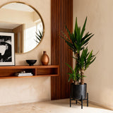 Green boutiQ - Kamerplant - Yucca elephantipes - Yucca - Weinig onderhoud - Groen - 1 - Pot 21cm - Hoogte 100cm