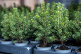 12x Mini-kerstboom - ↑15-20 cm - Ø 6 cm Picea Glauca Perfecta