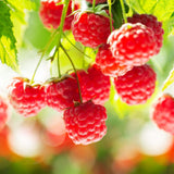 Green boutiQ - Fruitplant - Rubus idaeus Ottawa - Frambozenplant - Winterhard - Rode Framboos - 2 Planten - Pot 15cm - Hoogte 50cm