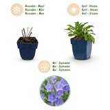 Green boutiQ - Vasteplant - Campanula persicifolia - Perzikbladklokje - Bijen en Vlinderlokkers - Blauw - 1 Plant - Pot 11cm - Hoogte 15-25cm
