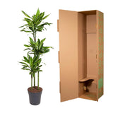 Dracaena Golden Coast - 150 cm - ø24