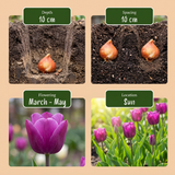Bollenmix Garden Mix — brede tuinmix, 1000 stuks (maat 10/12)