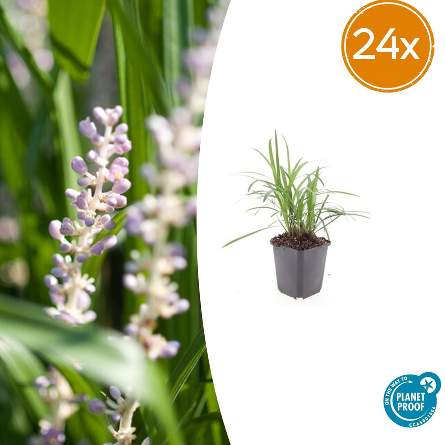 Liriope muscari 'Monroe White' – 24 planten · pot Ø9 cm · 10-25 cm hoog
