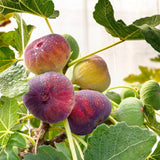 Green boutiQ - Fruitplant - Ficus carica Rouge de Bordeaux - Vijgenboom - Winterhard - Paarse Vrucht - 2 Planten - Pot 15cm - Hoogte 50cm