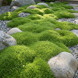 Green boutiQ - Vasteplant - Sagina subulata - Vetmuur - Rotsplanten - Wit - 6 Planten - Pot 11cm - Hoogte 15-25cm