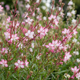 Green boutiQ - Vasteplant - Gaura lindh. Rosyjane - Prachtkaars - Bijen- en vlinderlokkers - Roze - 6 Planten - Pot 11cm - Hoogte 15-25cm