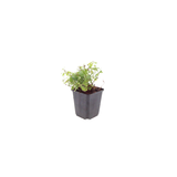 60x Galium odoratum - ↕10-25cm - Ø9cm