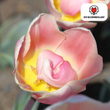Tulpenbollen Apricot Delight — abrikoosroze tulp, 20 stuks (maat 11/12)