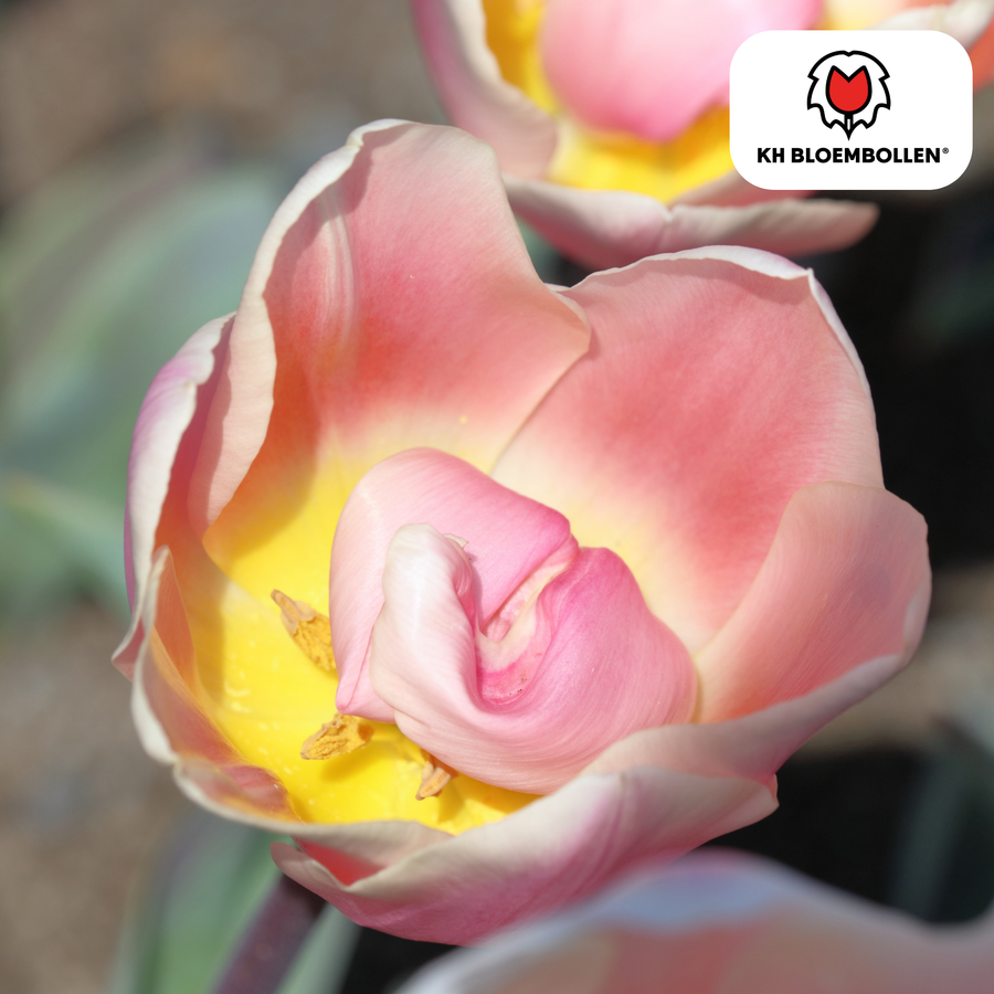 Tulpenbollen Apricot Delight — abrikoosroze tulp, 20 stuks (maat 11/12)