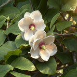 Green boutiQ - Tuinplant - Magnolia sieboldii - Bloem Wit-Rood - 1 Plant - Bladverliezend - Weinig Onderhoud -Pot 12cm Hoogte 30cm