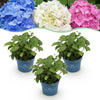 Green boutiQ - Tuinplant - Hydrangea Endless Summer Blue - Pink - White - Hortensia - Winterhard - Blauw - Roze - Wit - 3 Planten - Pot 14cm - Hoogte 20-25cm