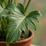 Green boutiQ - Kamerplant - Philodendron - Philodendron Xanadu - Groen - Weinig onderhoud - 1 Plant - Pot 19cm - Hoogte 60cm