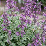 Green boutiQ - Vasteplant - Nepeta rac. Grog - Kattenkruid - Bijen- en vlinderlokkers - Blauw - 24 Planten - Pot 11cm - Hoogte 15-25cm