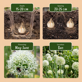 24x Allium Mount Everest - Sierui - Wit - Zomerbloeier - Bolmaat 16/18