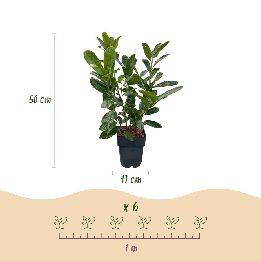 Prunus laurocerasus Rotundifolia — Laurierkershaag, 6 planten (1 strekkende meter), 50 cm