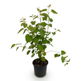 Green boutiQ - Tuinplant - Cercidiphyllum japonicum - Groen 1 Plant - Bladverliezend - Weinig Onderhoud - Pot 12cm Hoogte 35cm