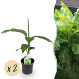 Green boutiQ - Fruitplant - Bananen plant - Musa Basjoo - Winterhard - 2 planten - Pot 12cm Hoogte 30cm