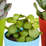 Vetplanten mix 5.5 cm - 5x - in gekleurde plasticpot
