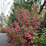 Green boutiQ - Heesters -Ribes sanguineum Kind Edward - Bloem Rood - 1 Plant - Bladverliezend - Weinig Onderhoud - Pot 17cm Hoogte 45cm