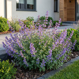 Green boutiQ - Vasteplant - Nepeta faassenii 'Six Hills Giant' - Kattenkruid - Bijen- en vlinderlokkers - Paars - 1 Plant - Pot 11cm - Hoogte 15-25cm