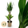 Green boutiQ - Kamerplant - Yucca elephantipes - Yucca - Weinig onderhoud - Groen - 2 - Pot 17cm - Hoogte 75cm
