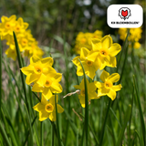 Narcisbollen Baby Boomer — gele mininarcis, 25 stuks