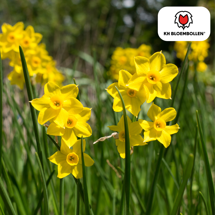 Narcisbollen Baby Boomer — gele mininarcis, 25 stuks
