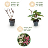 Green boutiQ - Tuinplant - Hydrangea panniculata Living Infinity - Pluimhortensia - Winterhard - Wit - 3 Planten - Pot 12cm - Hoogte Hoogte 20-30cm