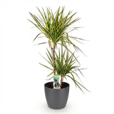 Green BoutiQ - Kamerplanten - Dracaena Sunray - Drakenbloedboom - Weinig onderhoud - Groen - 1 Plant - met Potter Grijs - Pot 21cm - Hoogte 90-100cm