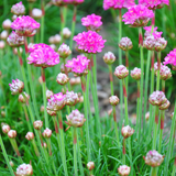 12x Armeria m. 'Splendens' - ↕10-25cm - Ø9cm